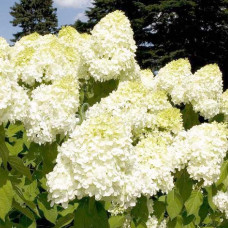 Гортензия метельчатая Геркулес. Гортензия метельчатая Геркулес.