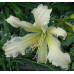Лилейник 'Heavenly Angel Ice'