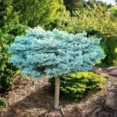 Ель колючая Glauca Globosa (штамб) Ель колючая Glauca Globosa (штамб)