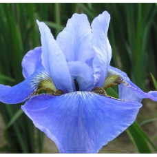 Ирис сибирский "Blue Reverie"