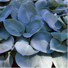 Хоста Blue Vision Хоста Blue Vision