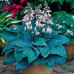 Хоста Fragrant Blue
