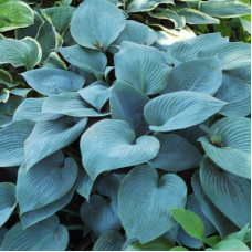 Хоста Fragrant Blue Хоста Fragrant Blue