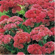 Седум Munstead Dark Red