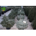 Ель колючая Glauca Globosa (30-40 см) с12