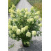 Гортензия метельчатая Limelight Гортензия метельчатая Limelight