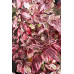 Дерен белый Sibirica variegata (Контейнер С2)