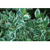 Дерен белый Sibirica variegata (Контейнер С2)