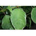 Дерен белый Sibirica variegata (Контейнер С2)