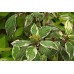 Дерен белый Sibirica variegata (Контейнер С2)