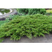 Можжевельник казацкий Tamariscifolia ( h50-60 см)