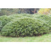 Можжевельник казацкий Tamariscifolia ( h50-60 см)