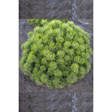 Сосна горная Mops  (40-50 см) с10