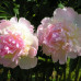Пион 'Raspberry Sunday'