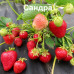 Земляника Сандра.